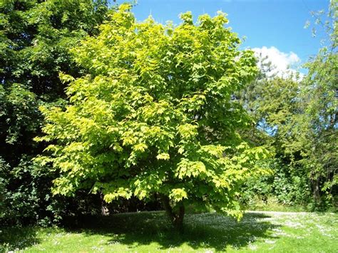 Los Mejores árboles De Sombra Y Con Poca Raíz Para Jardín Jardineria On