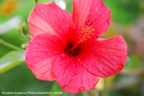 Gumamela Flower Elmer Garcia Flickr