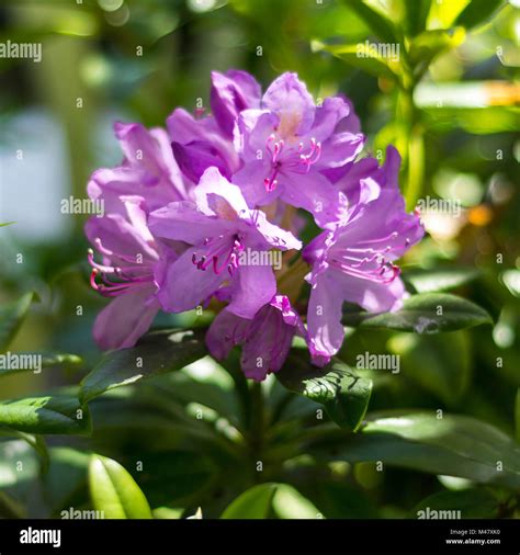 Rododendron Hi Res Stock Photography And Images Alamy