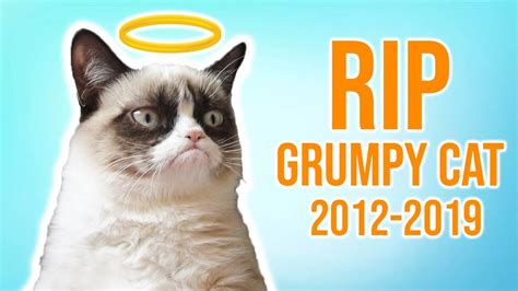 Grumpy Cat Has Passed Away Youtube