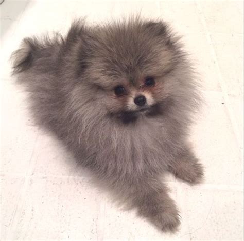 We do realize that you adopted this pomeranian, so we are proud of you for taking the responsibility of caring for this dog and we realize. Pin de Giovanna Ribeiro en Pomeranian | Perros bonitos ...