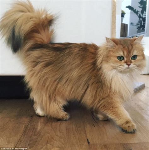 Meet Smoothie The World S Most Photogenic Cat Beautiful Cats