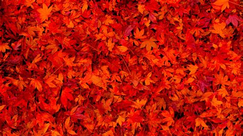 Fallen Red Autumn Leaves 4k Hd Nature Wallpapers Hd Wallpapers Id