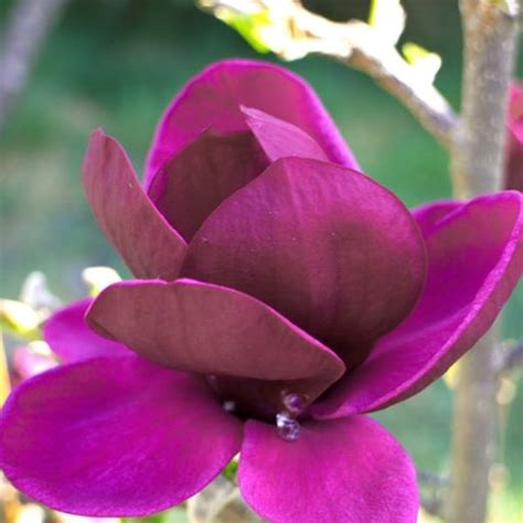 Magnolia Black Tulip Hd137