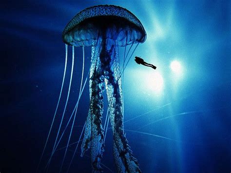 Giant Jellyfish Giant Jellyfish Flickr Photo Sharing Widescreen
