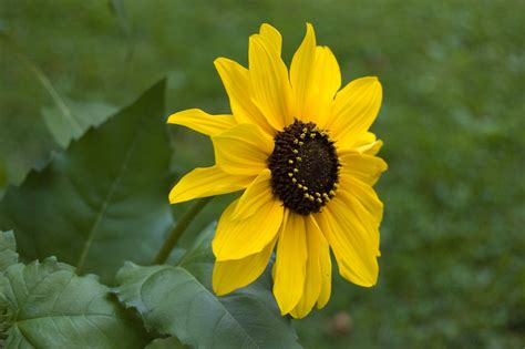 Mini Sunflower Free Photo Download Freeimages