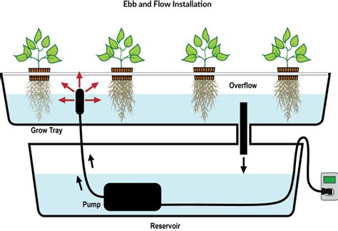 Ebb And Flow Vs Dwc Which System Should You Choose Gardening Heavn
