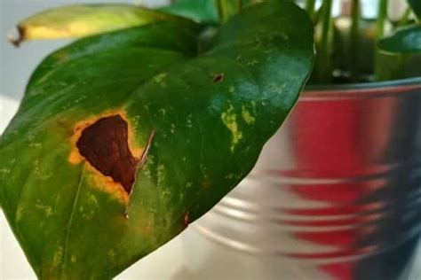 Pothos leaves turning brown due to improper watering. Pothos Leaves Turning Brown: Causes + 6 Great Ways to Stop ...