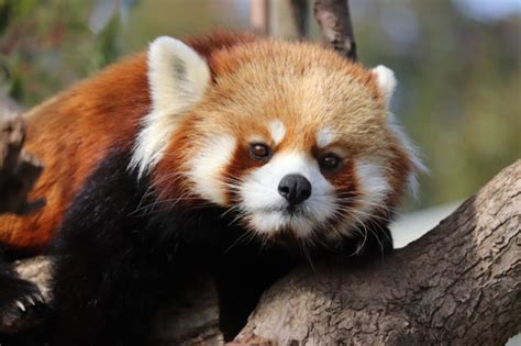 Red Panda Network On Twitter It Is Now Believed That There Are Two