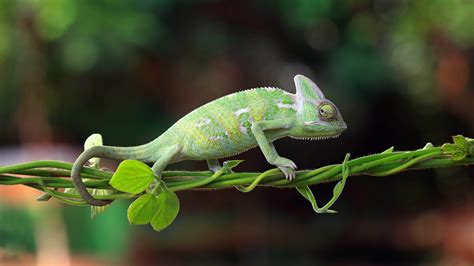 Download Reptile Lizard Animal Chameleon 4k Ultra Hd Wallpaper