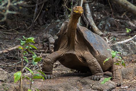 Galapagos Giant Tortoise Galapagos Conservation Trust