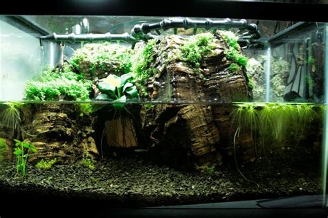 Freshwater Aquaria Considerations For Scaping And Stocking The