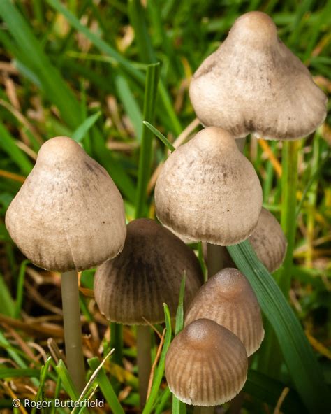 Liberty Caps Liberty Cap Psilocybe Semilanceata Photogr Flickr