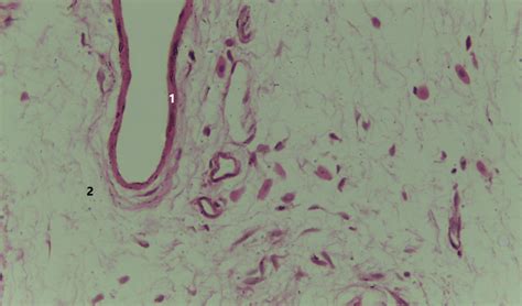 Tecido Epitelial De Revestimento Atlas De Histologia Da Medicina