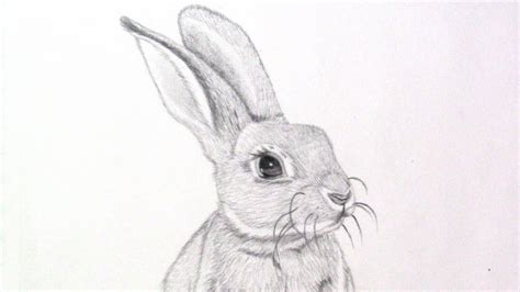 Submit your clip, if chosen, get paid! How To Draw A Realistic Bunny - YouTube