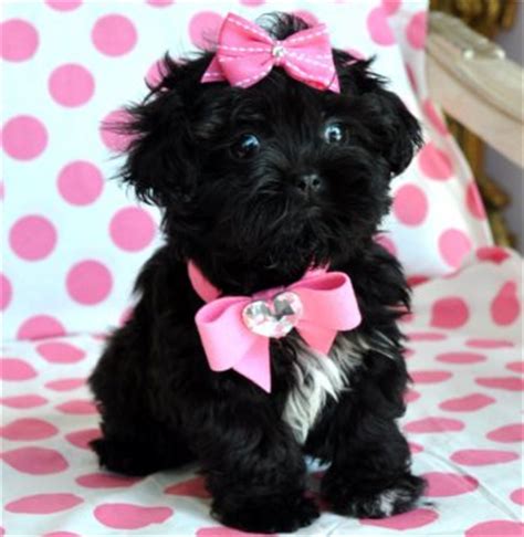 tiny peekapoo puppy adorable black princess amazing lush coat  oz   weeks   breath