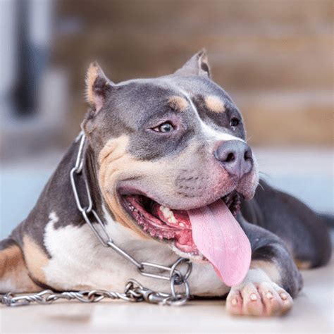 Tri Color Pitbull Terrier Keepingdog