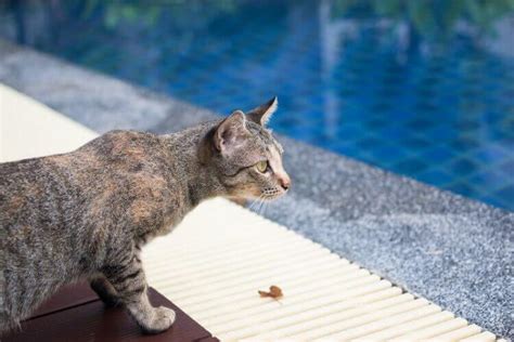 @kaarme cats can swim naturally? Can Cats Swim? Everything You Need To Know - Tuxedo Cat