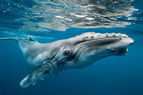 Humpback Whale Wallpapers High Quality Download Free