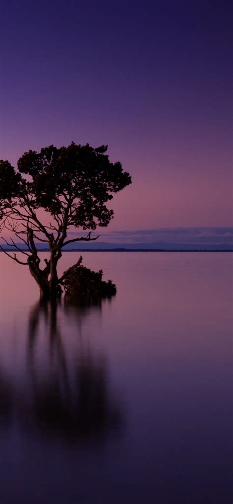 Lone Tree 4k Wallpaper Sunset Horizon Dawn Ocean 5k Nature 1232