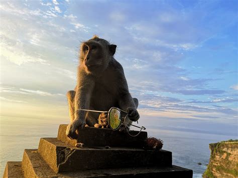 Temples And Monkeys Bali Untourist
