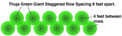 Thuja plants are part of the big group of plants called conifers. Planting Guide for the Thuja Green Giant - Living Fence ...