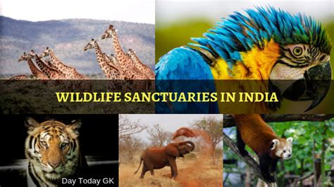 Complete List Of Wildlife Sanctuaries In India General Knowledge