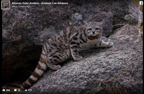 11 Stunning South American Wild Cats And Where To See Them
