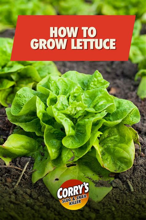 How To Grow Lettuce Growing Lettuce Container Gardening Vegetables