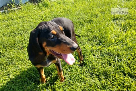 Check spelling or type a new query. Sami: Black and Tan Coonhound puppy for sale near Southern Illinois, Illinois. | 0e8587fc-85e1