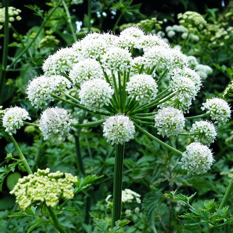 Angelica Angelica Root Essential Oil Potential Health Benefits