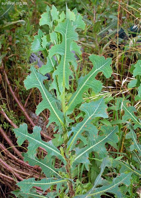 Lactuca Serriola Prickly Lettuce Edible Weeds In Australia Edible