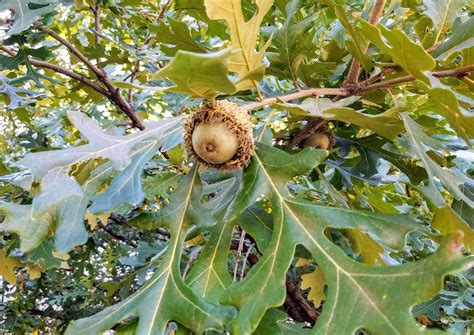 Xl Bur Oak Acorns W Caps Fall 2020 Harvest In Texas Fresh Etsy