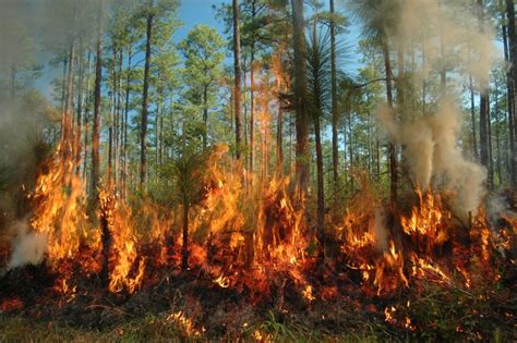 285 حريقا تراجع حرائق الغابات بالمغرب والريف الأكثر تضررا سنة 2021