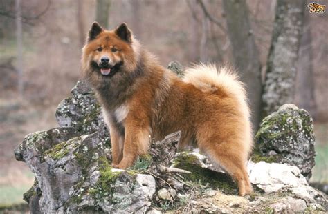 Eurasier Dog Breed Information Buying Advice Photos And