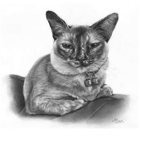 Wildlife Artists Animals Artwork Siamese Cats Custom Pet Portraits