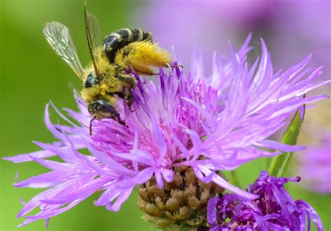 Bienen sind aus unserem ökosystem nicht wegzudenken, denn bienen sorgen dafür, dass im laufe des sommers die früchte an unseren pflanzen reifen. Bienen brauchen meinen Garten - Was kann ich tun ...
