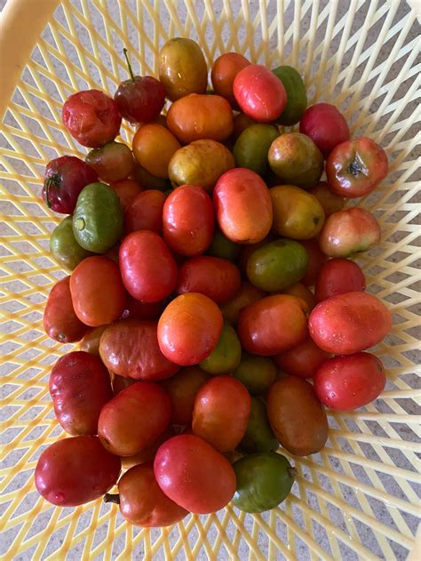 Jamaican Red Plum Hog Plum Cuttings And Live Plants Etsy