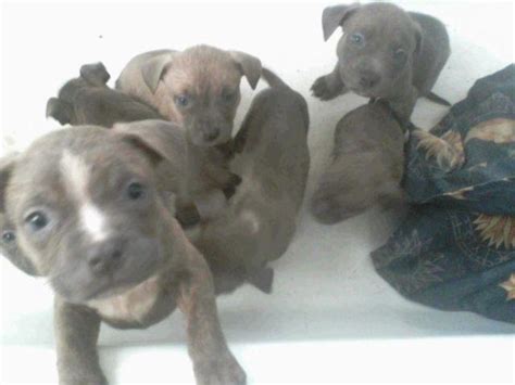 8 weeks old ready to go, 400 without papers 800 with! Blue Staffordshire Terrier Pups For Sale! for Sale in ...