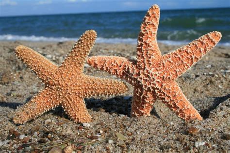 Two Starfish On Beach Stock Image Image Of Ocean Holding 12018743