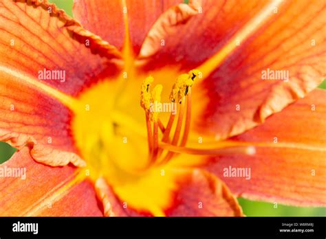 Flower Of The Orange Daylily Closeup Daylily Pistil And Stamens