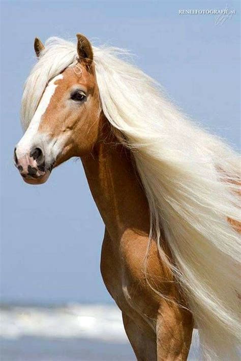 Uauu Quanta Beleza All The Pretty Horses Most Beautiful Horses