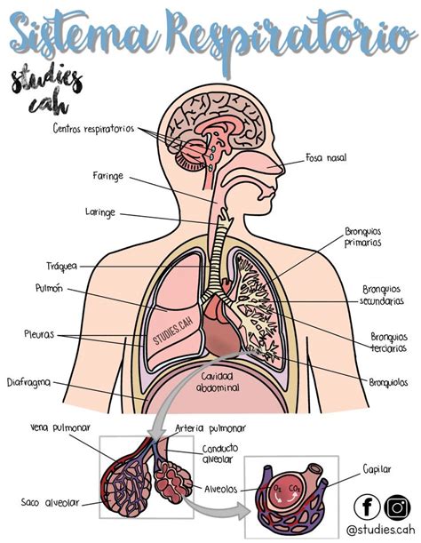 Sistema Respiratorio Anatom A M Dica Anatomia Y Fisiologia Humana