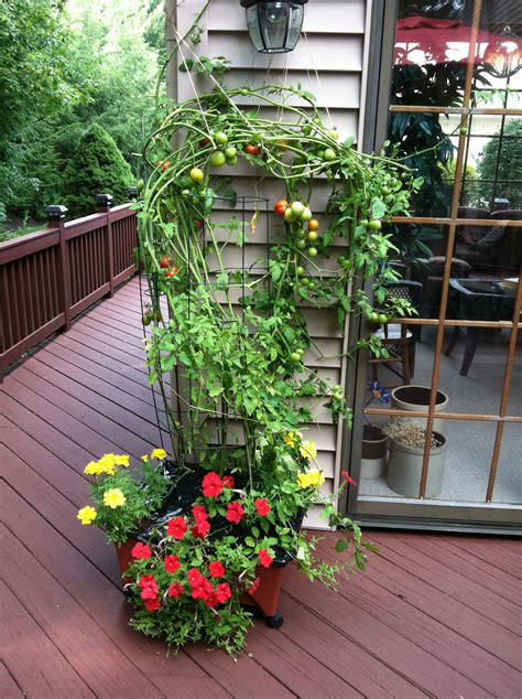 Campari Tomato Art On Deck Planter Deck Planters Plants