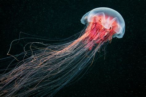 最高 50 Box Jellyfish Facts かざもため