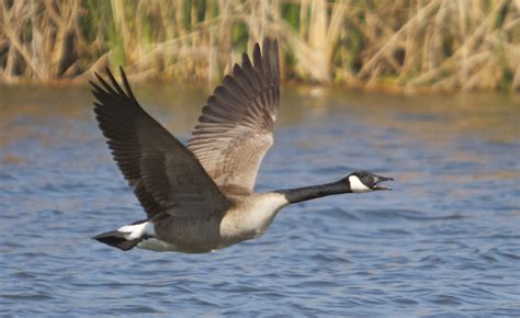 Beak Of The Week Canada Goose Pacific Bird