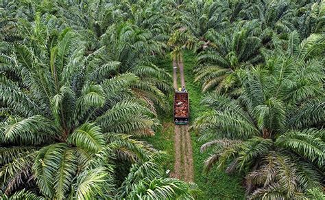 Berita Sawit Mengenal Jenis Jenis Sensus Produksi Kelapa Sawit