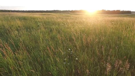 Low View Of Meadow Hd Free Stock Video Footage