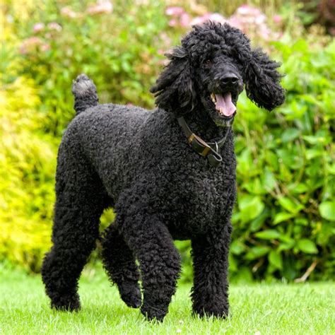 Our standard poodle puppies are akc registered, and only the best of the best are ever bred. Standard Poodle Puppies For Sale | Available in Phoenix ...