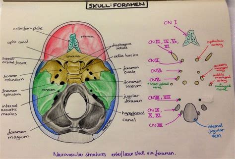 Skull Foramen Anatomy Such Fun Dental Anatomy Medical Anatomy